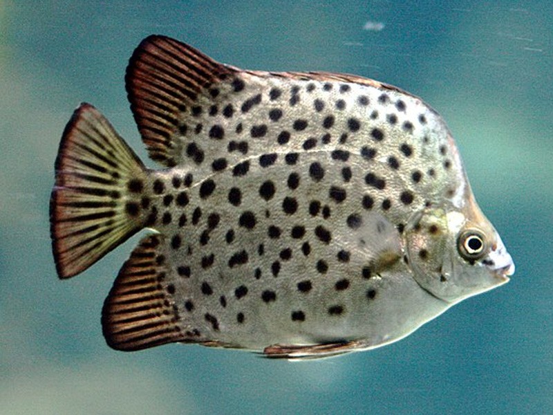Spotted butterfly fish